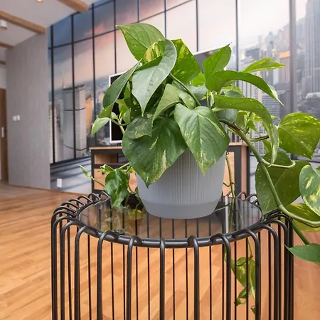 Mikolowska 2 * غليفيتسه